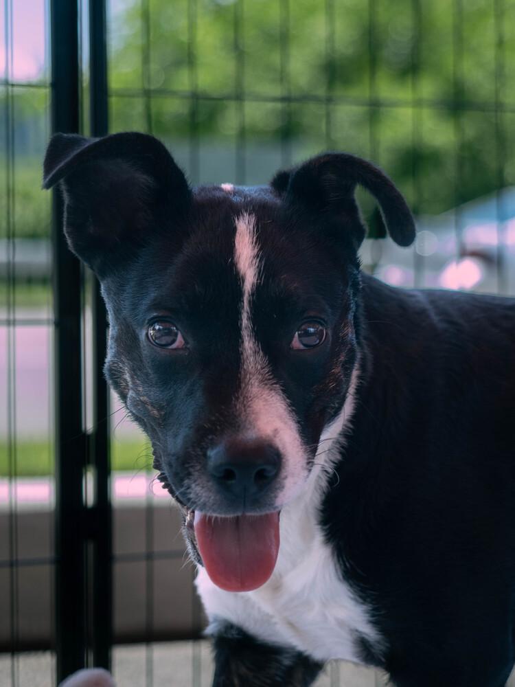 AAD New Arrival! Goober - 26107, a Adoptable mixed breed in Armonk, NY image 3/3