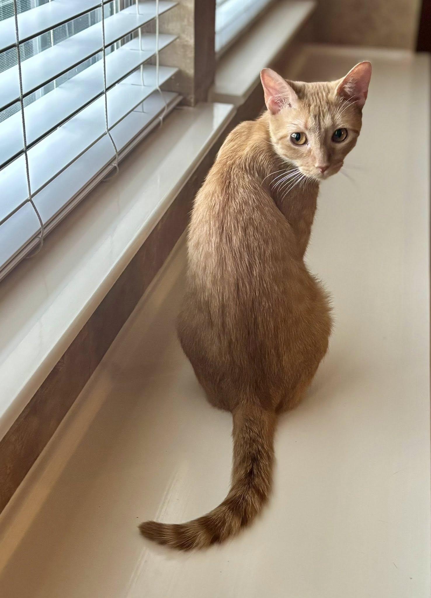 Enlarge Penny, a ADOPTABLE Domestic Short Hair in Frisco, TX image 2/3