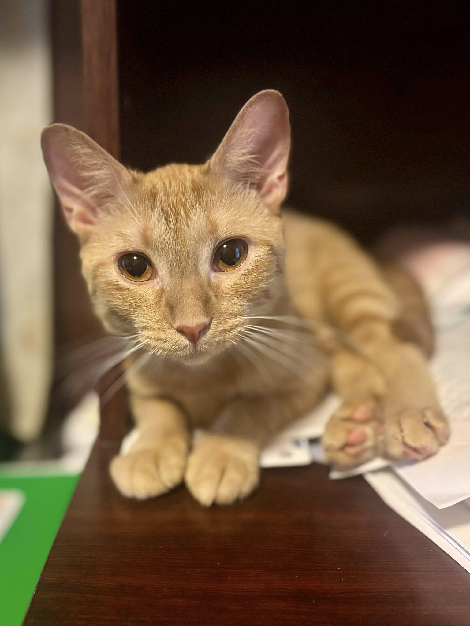 Enlarge Penny, a ADOPTABLE Domestic Short Hair in Frisco, TX image 3/3