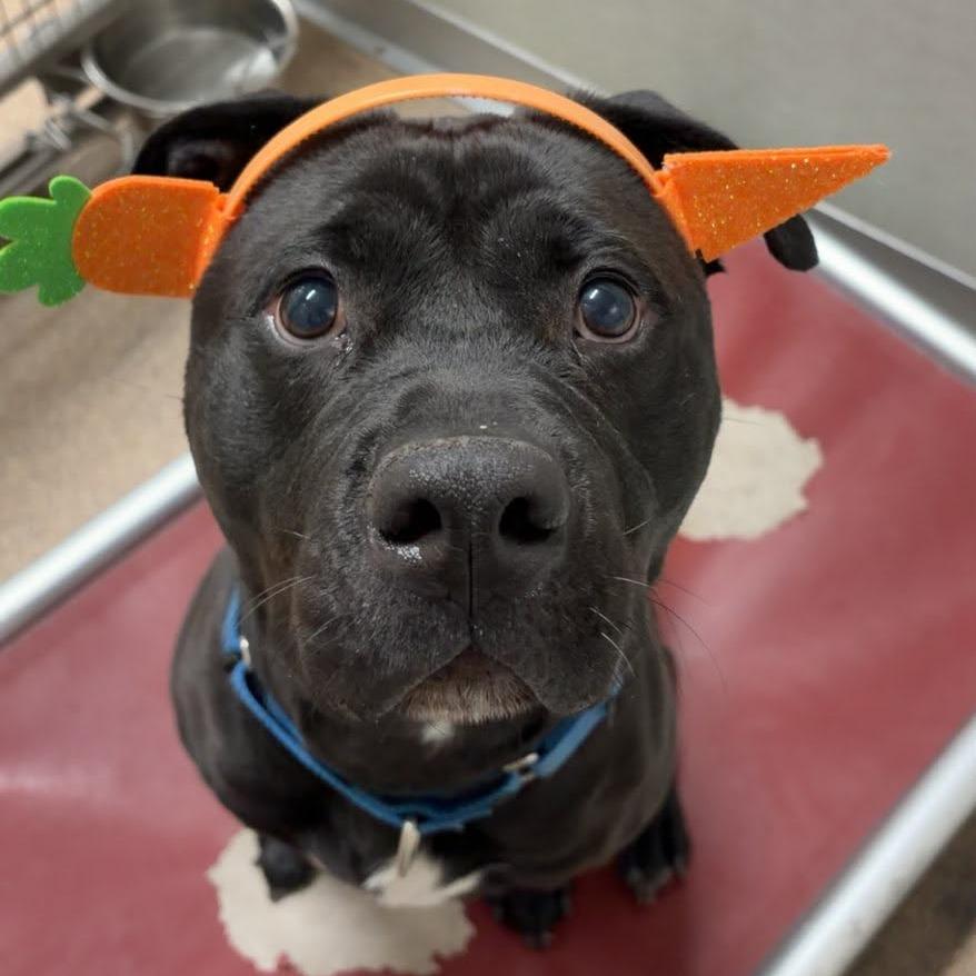 Enlarge Clarice, a Adoptable Mixed Breed in Ballston Spa, NY image 1/6