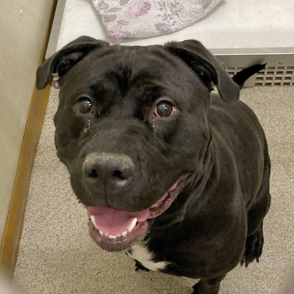 Clarice, Adoptable, Adult Female Mixed Breed.