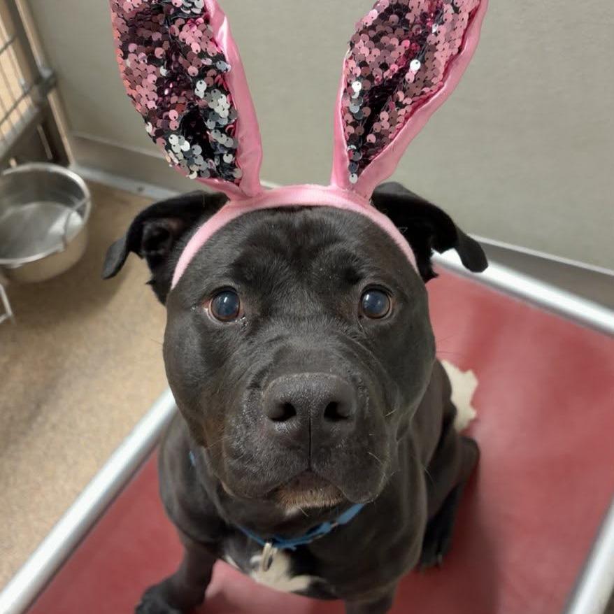 Enlarge Clarice, a Adoptable Mixed Breed in Ballston Spa, NY image 3/6