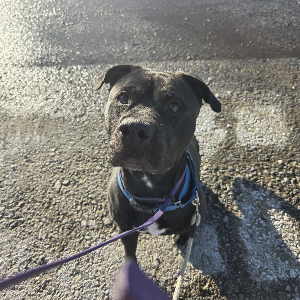 Clarice, a Adoptable Mixed Breed in Ballston Spa, NY image 2/4