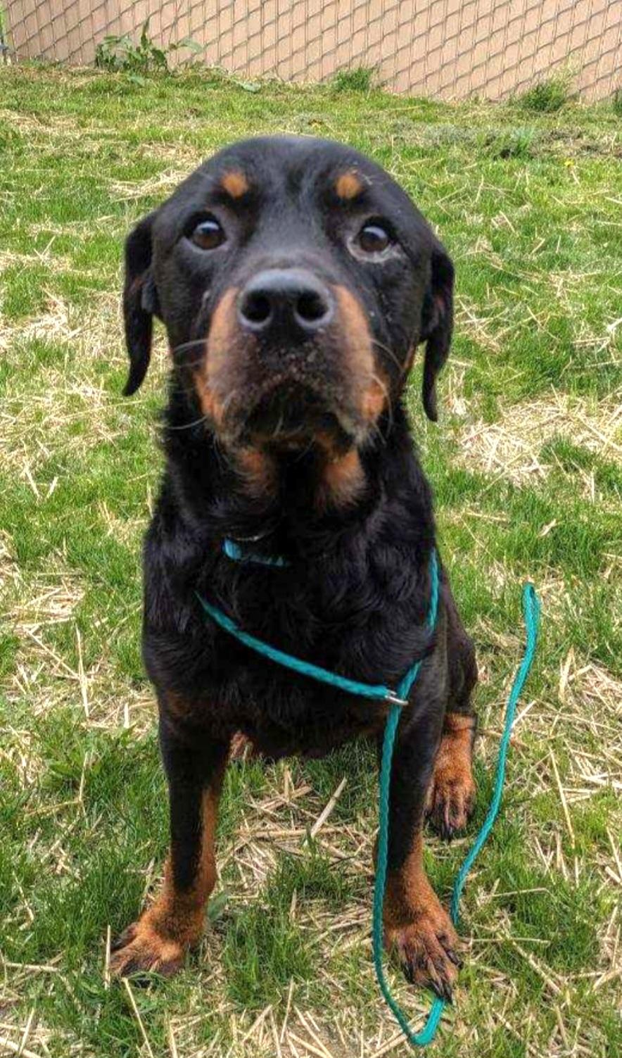Nekko, Adult Male Rottweiler
