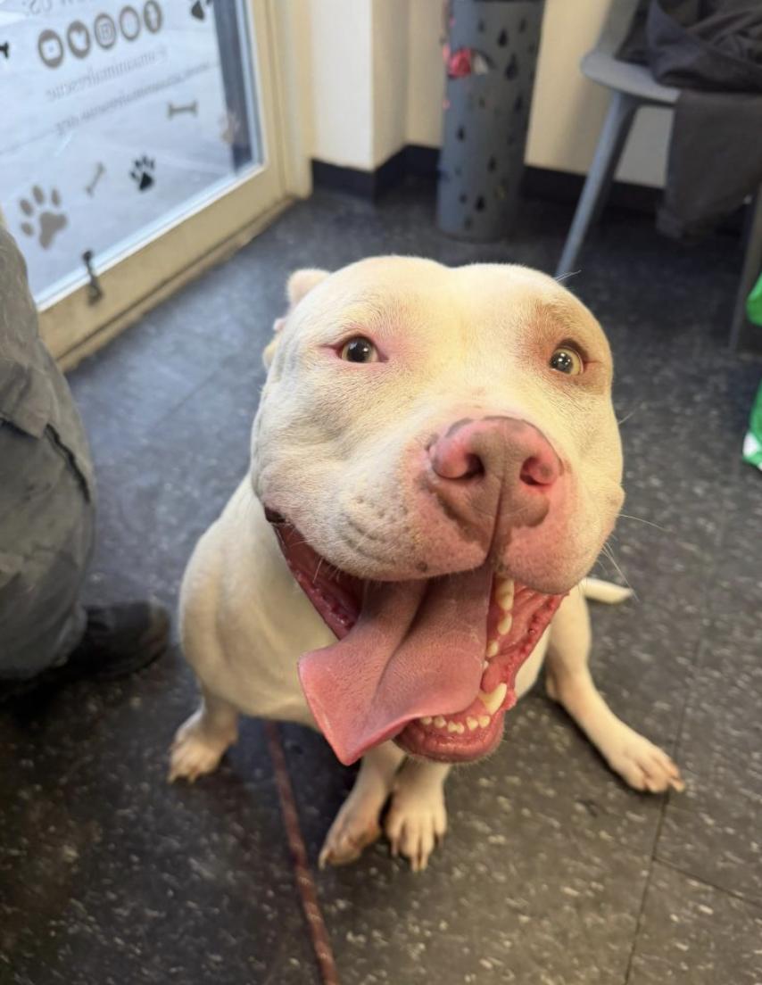 Enlarge Jasper, a Adoptable Pit Bull Terrier in Glen Head, NY image 2/4