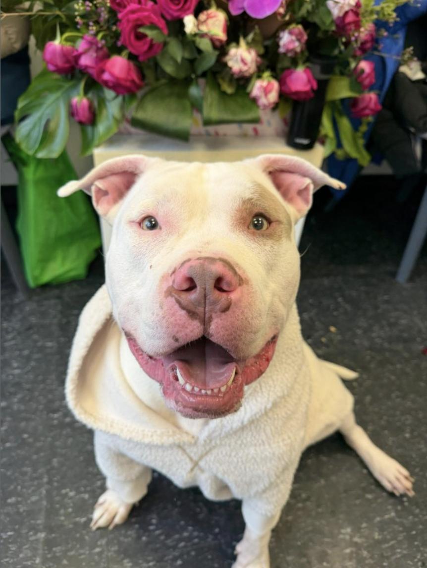 Enlarge Jasper, a Adoptable Pit Bull Terrier in Glen Head, NY image 1/4