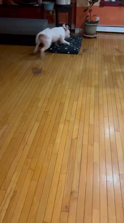Enlarge Jasper, a Adoptable Pit Bull Terrier in Glen Head, NY video 4/4