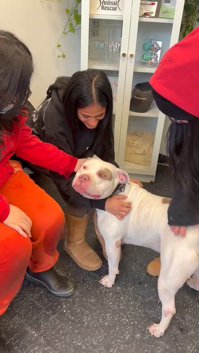 Enlarge Jasper, a Adoptable Pit Bull Terrier in Glen Head, NY video 3/4