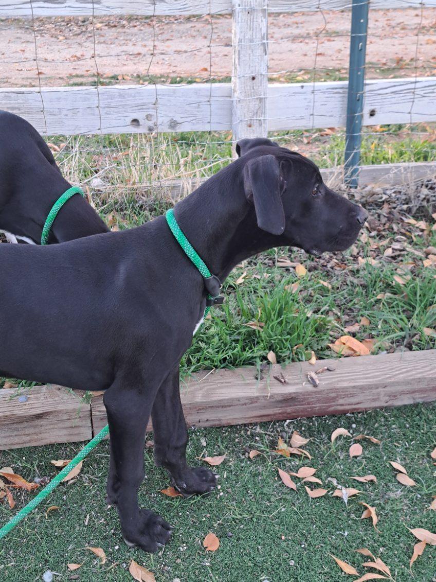 August, ADOPTABLE, Puppy Female Great Dane.