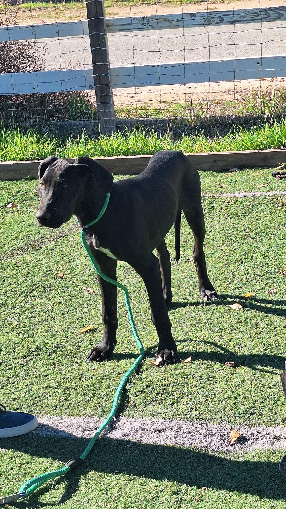 August, a ADOPTABLE Great Dane in Los Angeles, CA image 2/2