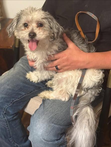 Goose, adopted, Young Male Maltipoo.