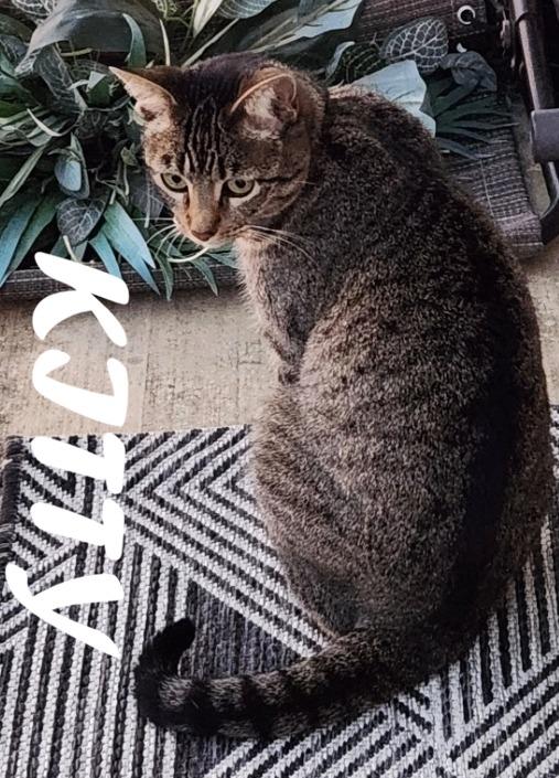 Kitty, Adoptable, Senior Female Domestic Long Hair.