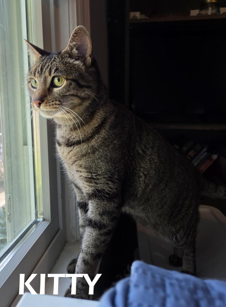 Kitty, a Adoptable mixed breed in Owatonna, MN image 2/4