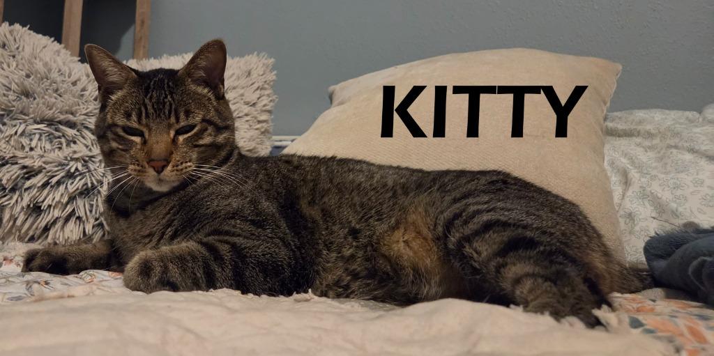 Kitty, a Adoptable mixed breed in Owatonna, MN image 3/4
