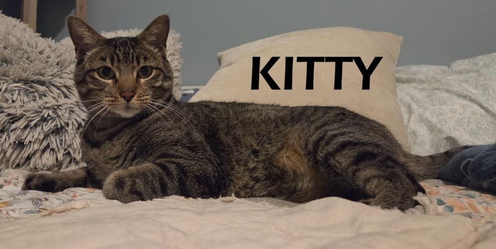 Kitty, a Adoptable mixed breed in Owatonna, MN image 4/4