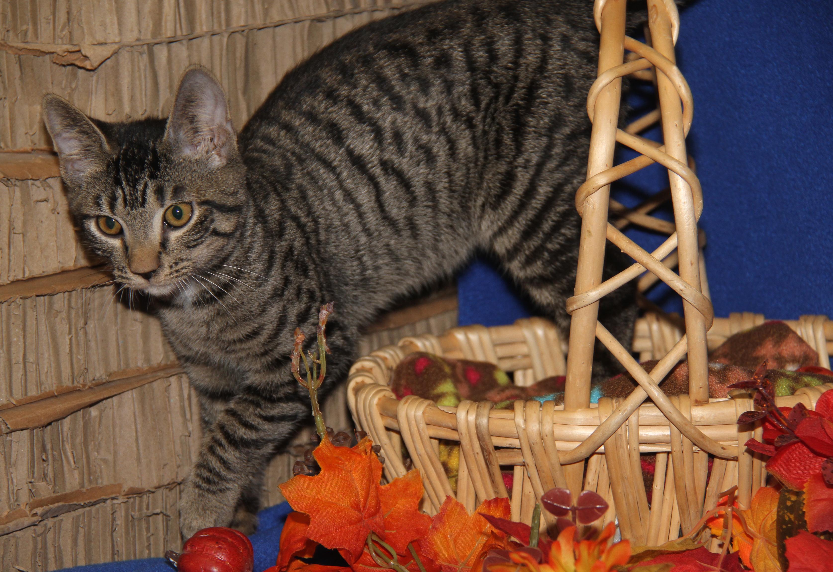 Okarun (Bamora's Kitten) (Neutered) (Photos 10/8/2025)