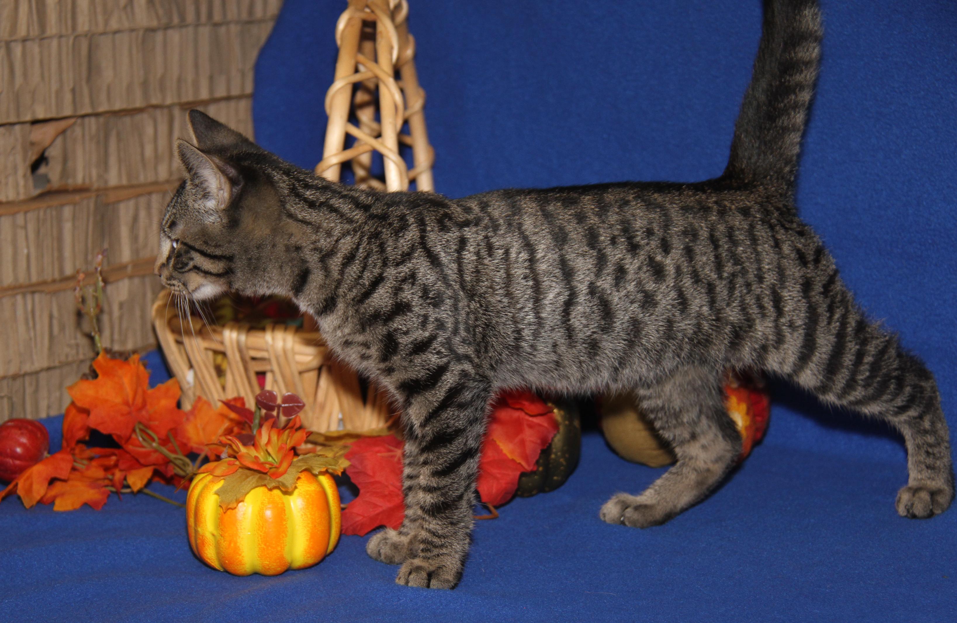 Okarun (Bamora's Kitten) (Neutered) (Photos 10/8/2025)