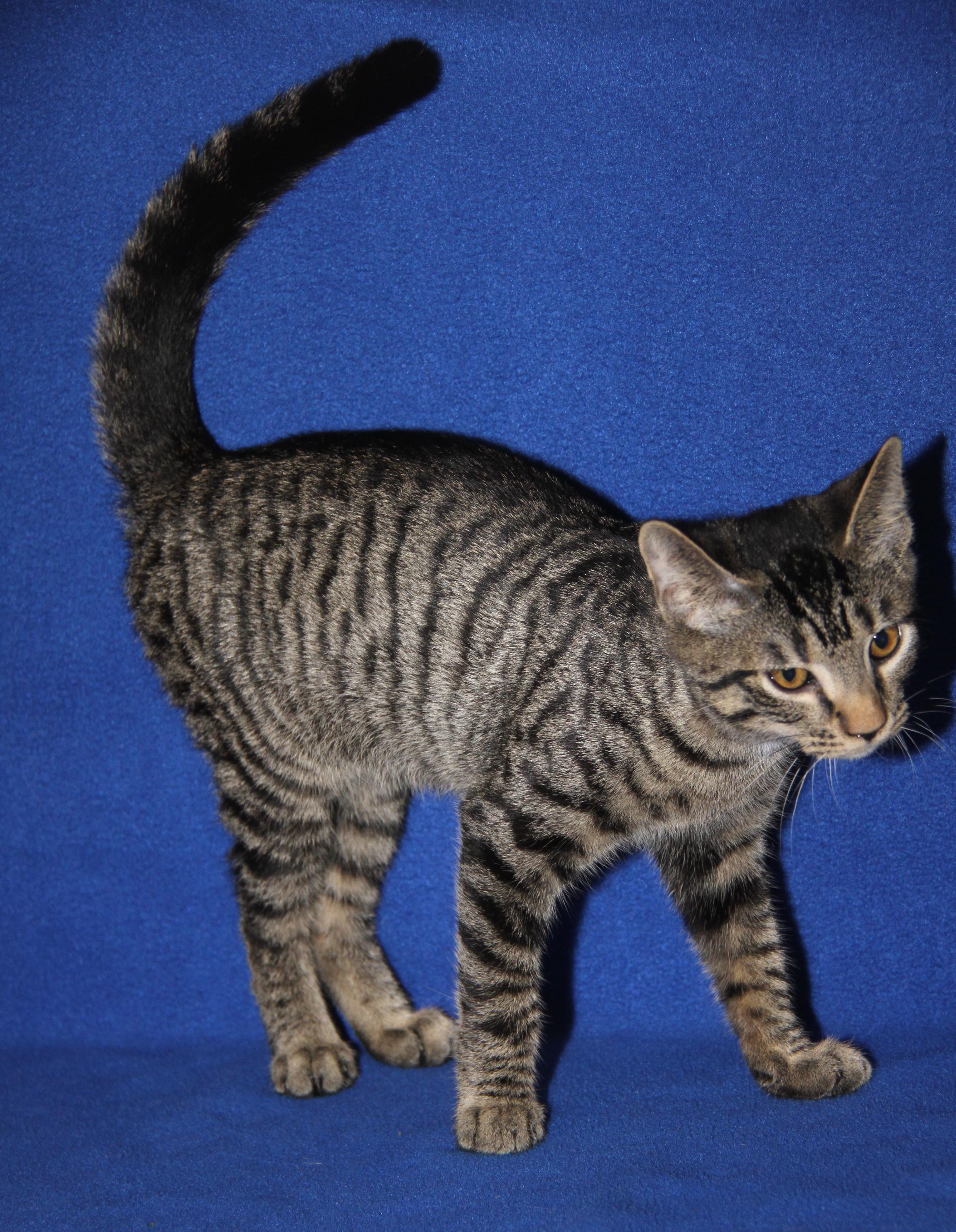 Okarun (Bamora's Kitten) (Neutered) (Photos 10/8/2025)