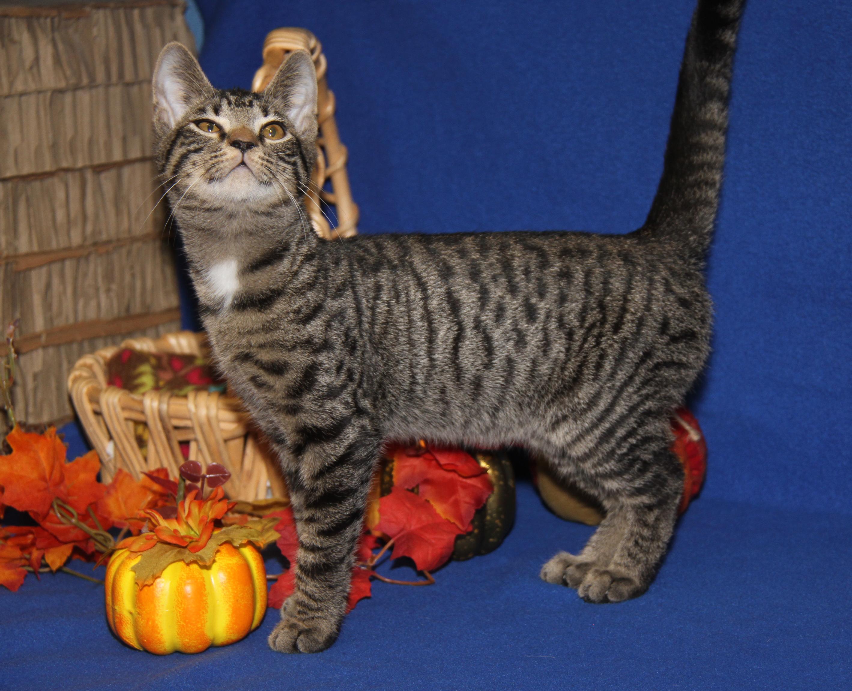 Okarun (Bamora's Kitten) (Neutered) (Photos 10/8/2025)