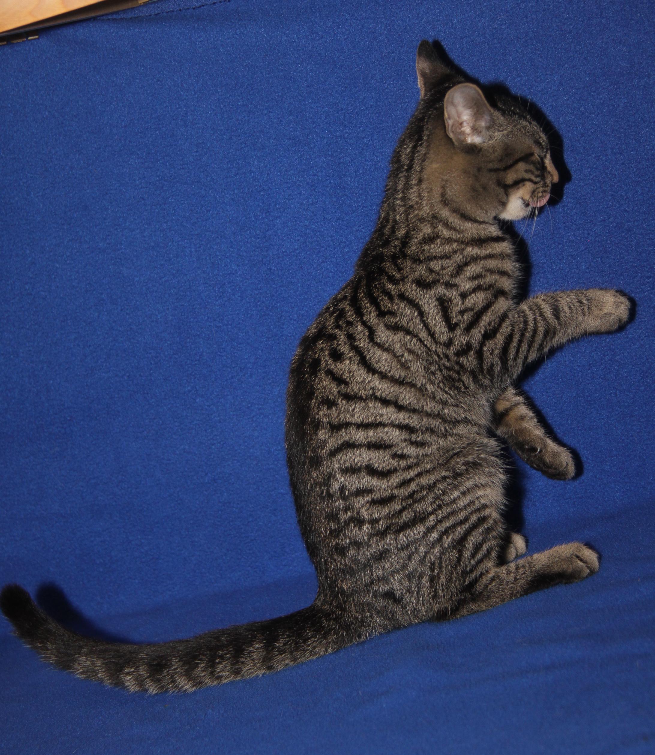 Okarun (Bamora's Kitten) (Neutered) (Photos 10/8/2025)