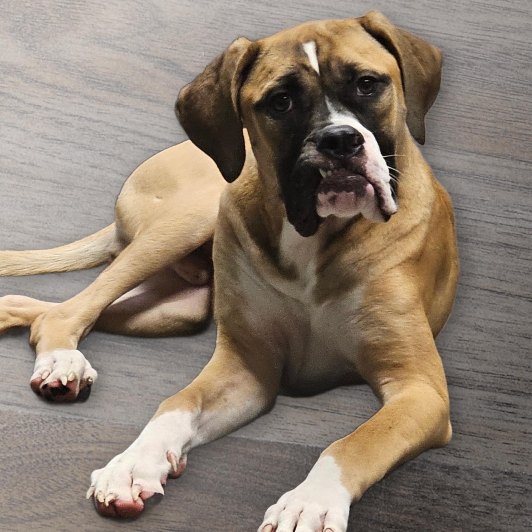 Enlarge Leo, an adopted mixed breed in Chicago, IL image 1/4