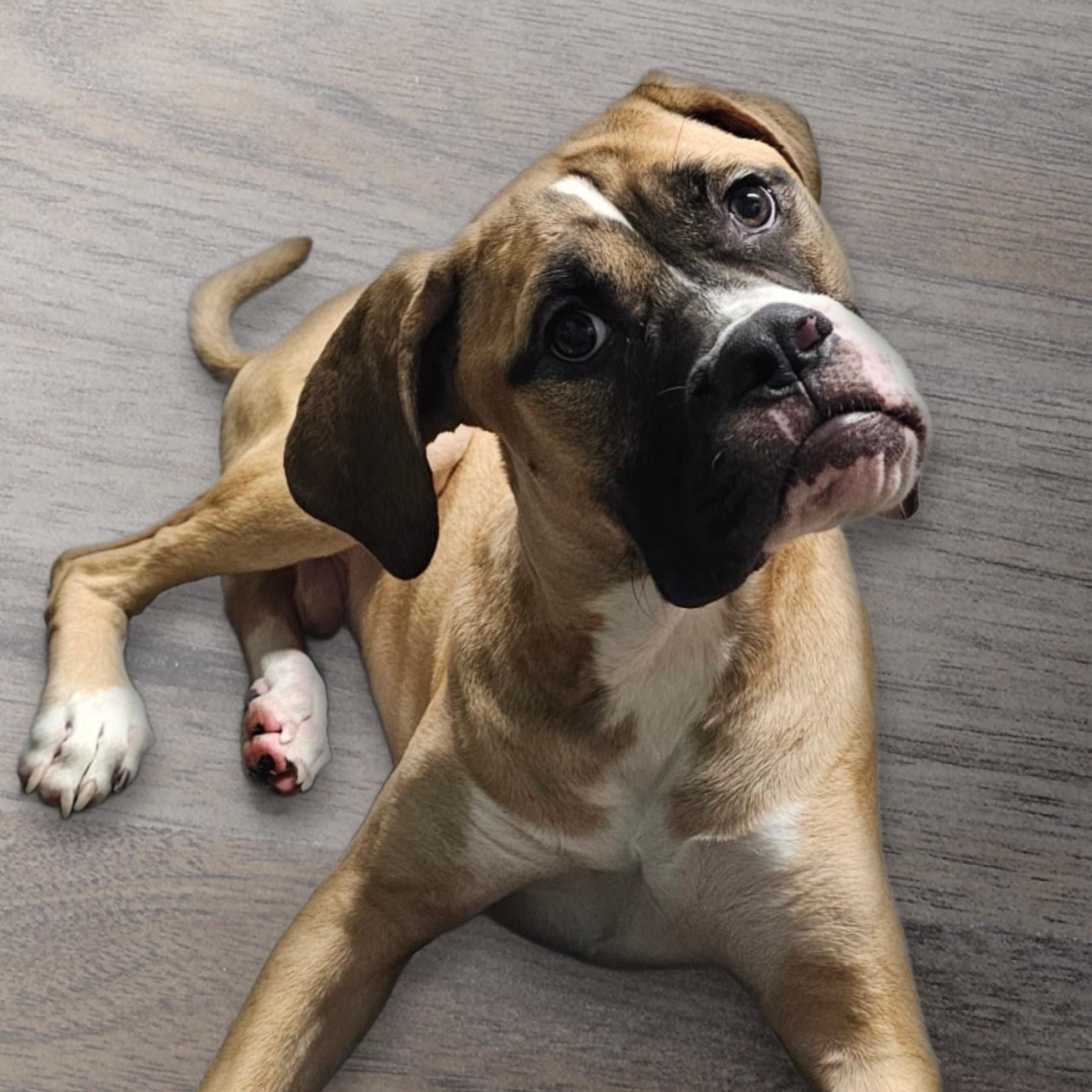 Enlarge Leo, an adopted mixed breed in Chicago, IL image 2/4