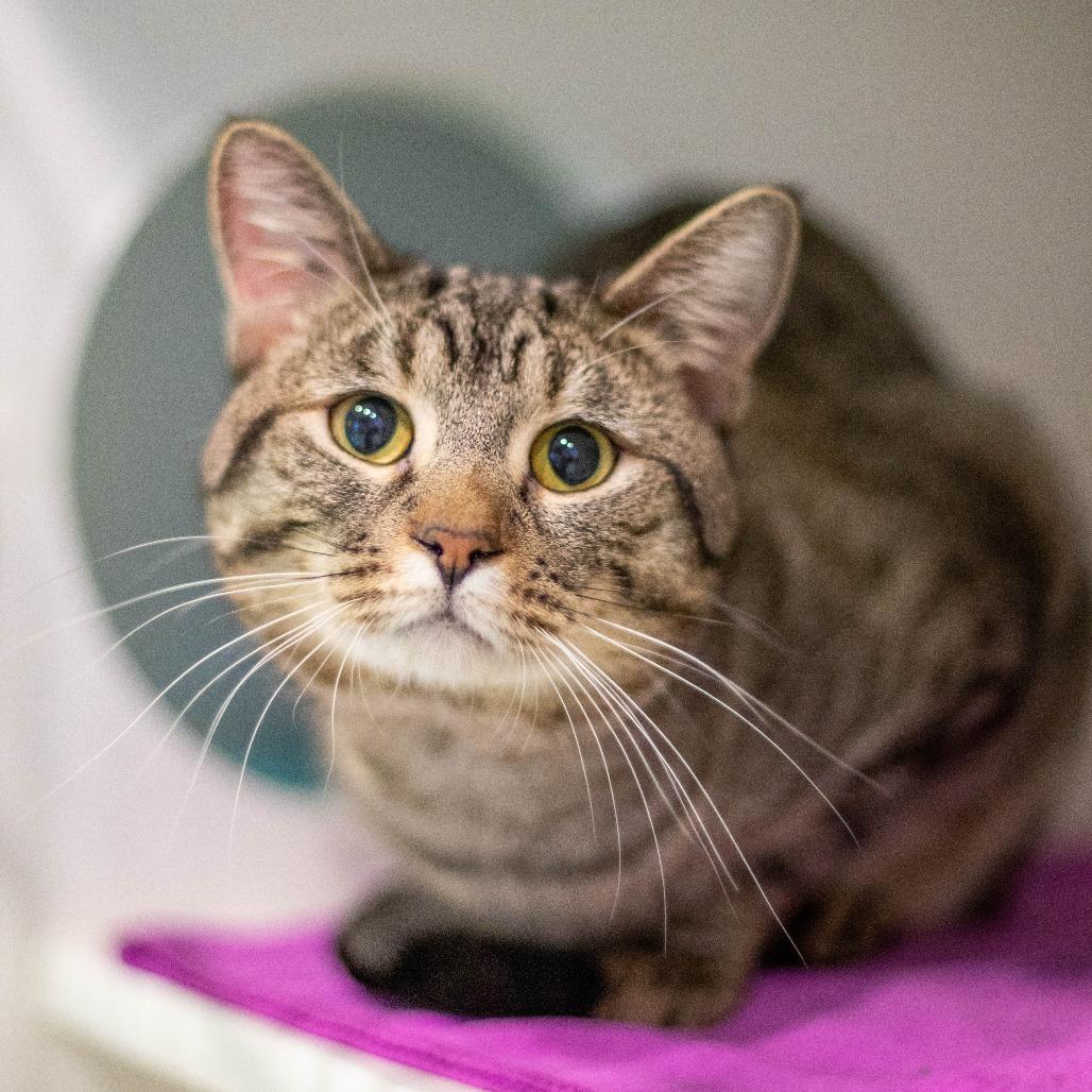 Enlarge Bop-it! - Available from Foster, a Adoptable Domestic Short Hair in South Burlington, VT image 1/6
