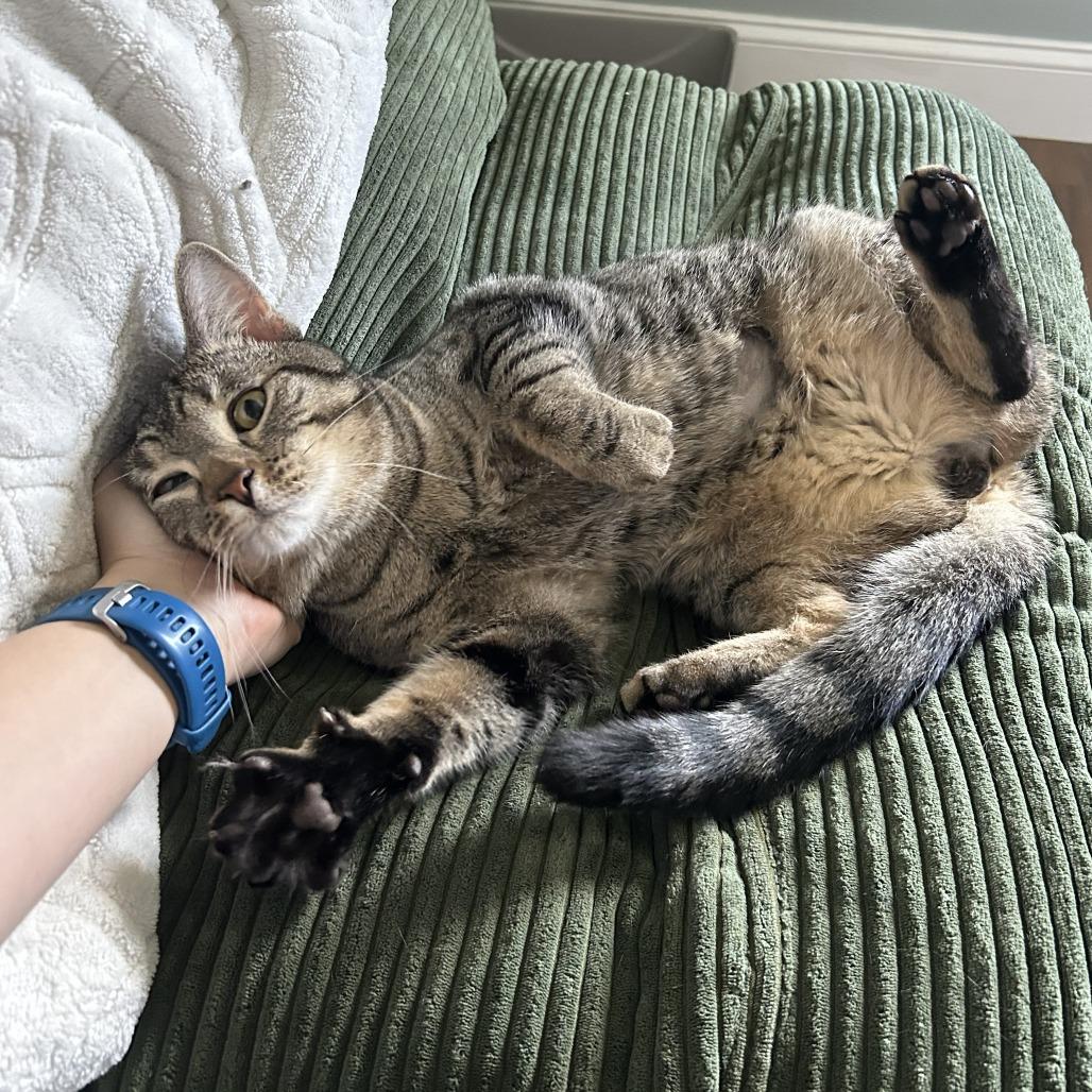 Enlarge Bop-it! - Available from Foster, a Adoptable Domestic Short Hair in South Burlington, VT image 2/6