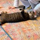 Enlarge Bop-it! - Available from Foster, a Adoptable Domestic Short Hair in South Burlington, VT image 2/6