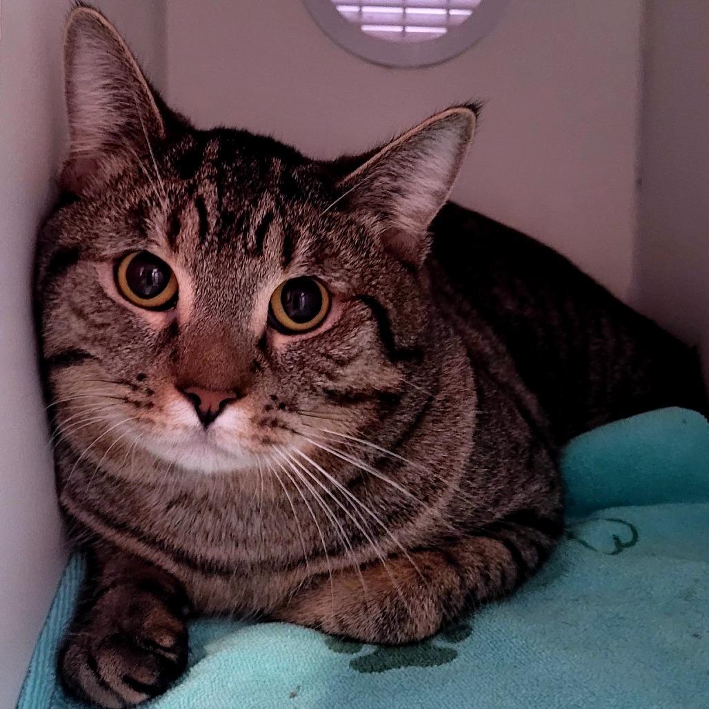 Enlarge Bop-it! - Available from Foster, a Adoptable Domestic Short Hair in South Burlington, VT image 3/6