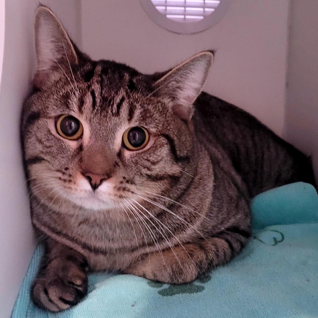 Enlarge Bop-it! - Available from Foster, a Adoptable Domestic Short Hair in South Burlington, VT image 4/6