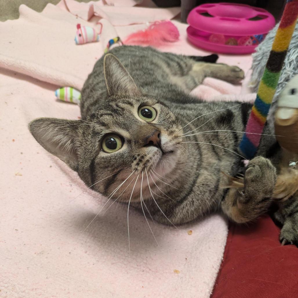 Enlarge Bop-it! - Available from Foster, a Adoptable Domestic Short Hair in South Burlington, VT image 3/6