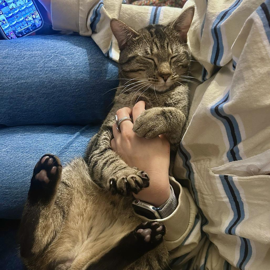 Enlarge Bop-it! - Available from Foster, a Adoptable Domestic Short Hair in South Burlington, VT image 4/6