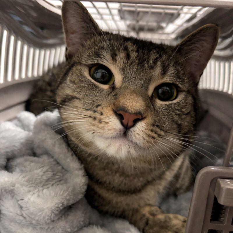 Enlarge Bop-it! - Available from Foster, a Adoptable Domestic Short Hair in South Burlington, VT image 5/6