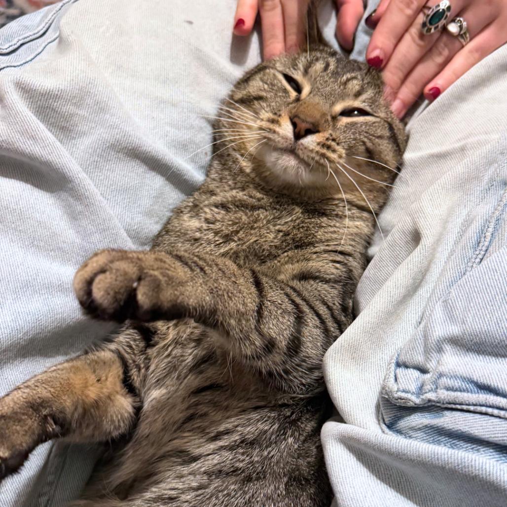 Enlarge Bop-it! - Available from Foster, a Adoptable Domestic Short Hair in South Burlington, VT image 5/6