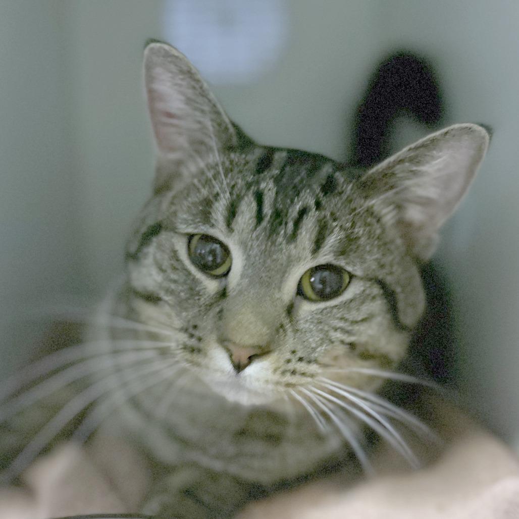 Enlarge Bop-it! - Available from Foster, a Adoptable Domestic Short Hair in South Burlington, VT image 6/6