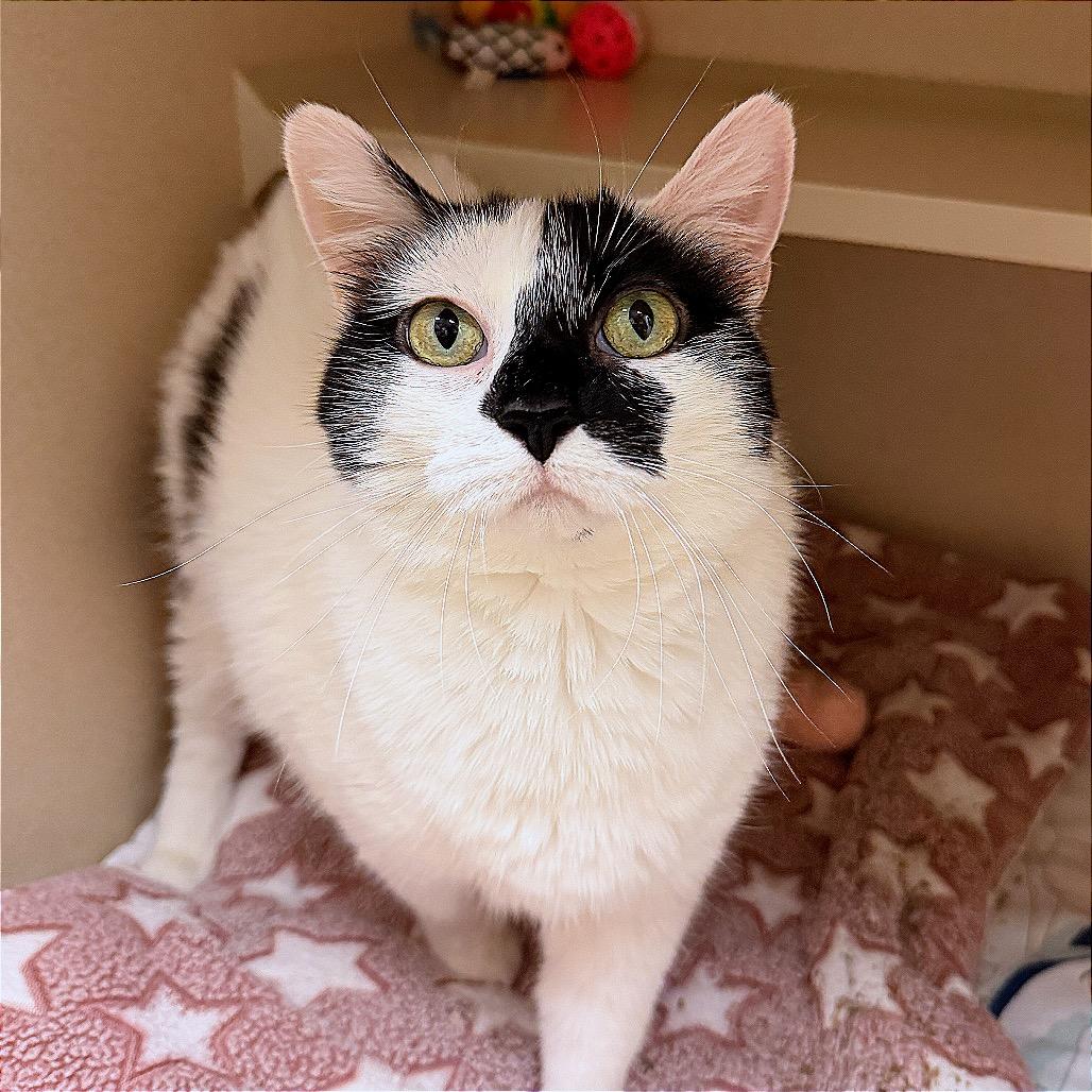 Enlarge Squeak, a Adoptable Domestic Short Hair in Pagosa Springs, CO image 1/3
