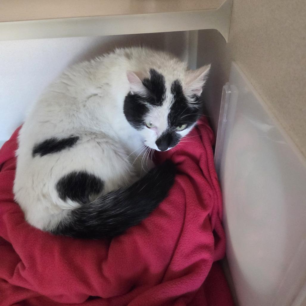 Enlarge Squeak, a Adoptable Domestic Short Hair in Pagosa Springs, CO image 1/3