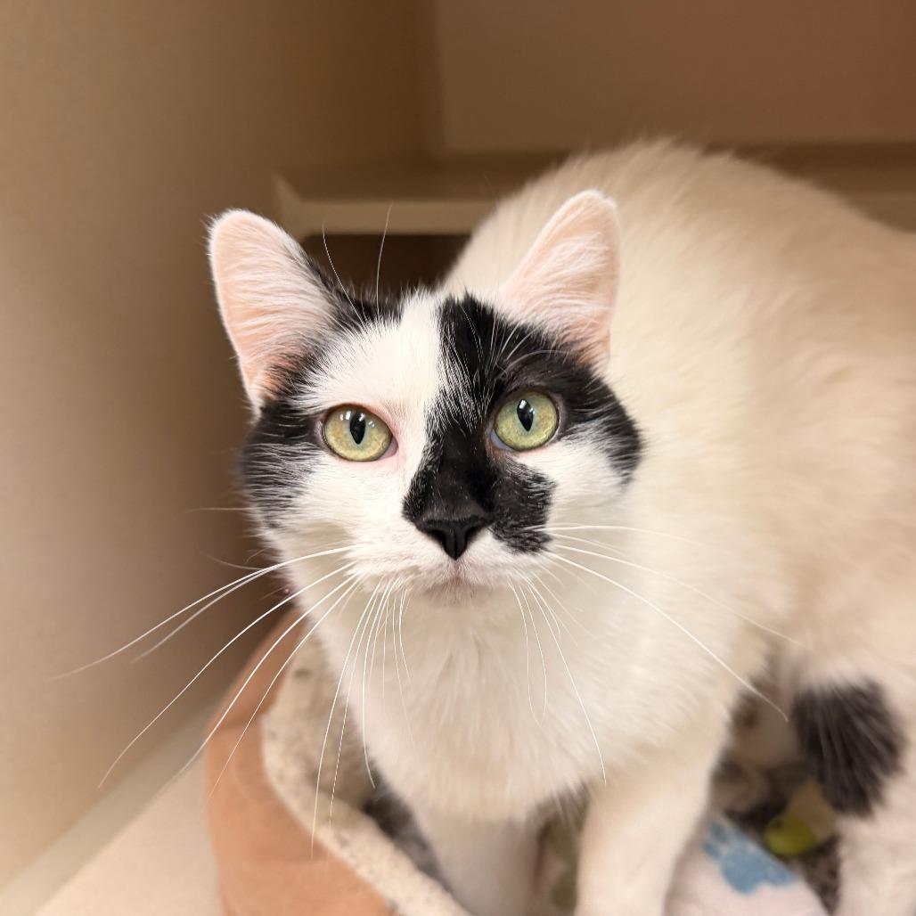 Squeak, a Adoptable Domestic Short Hair in Pagosa Springs, CO image 1/2