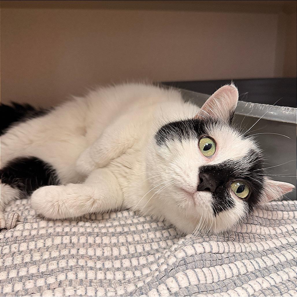 Enlarge Squeak, a Adoptable Domestic Short Hair in Pagosa Springs, CO image 2/3
