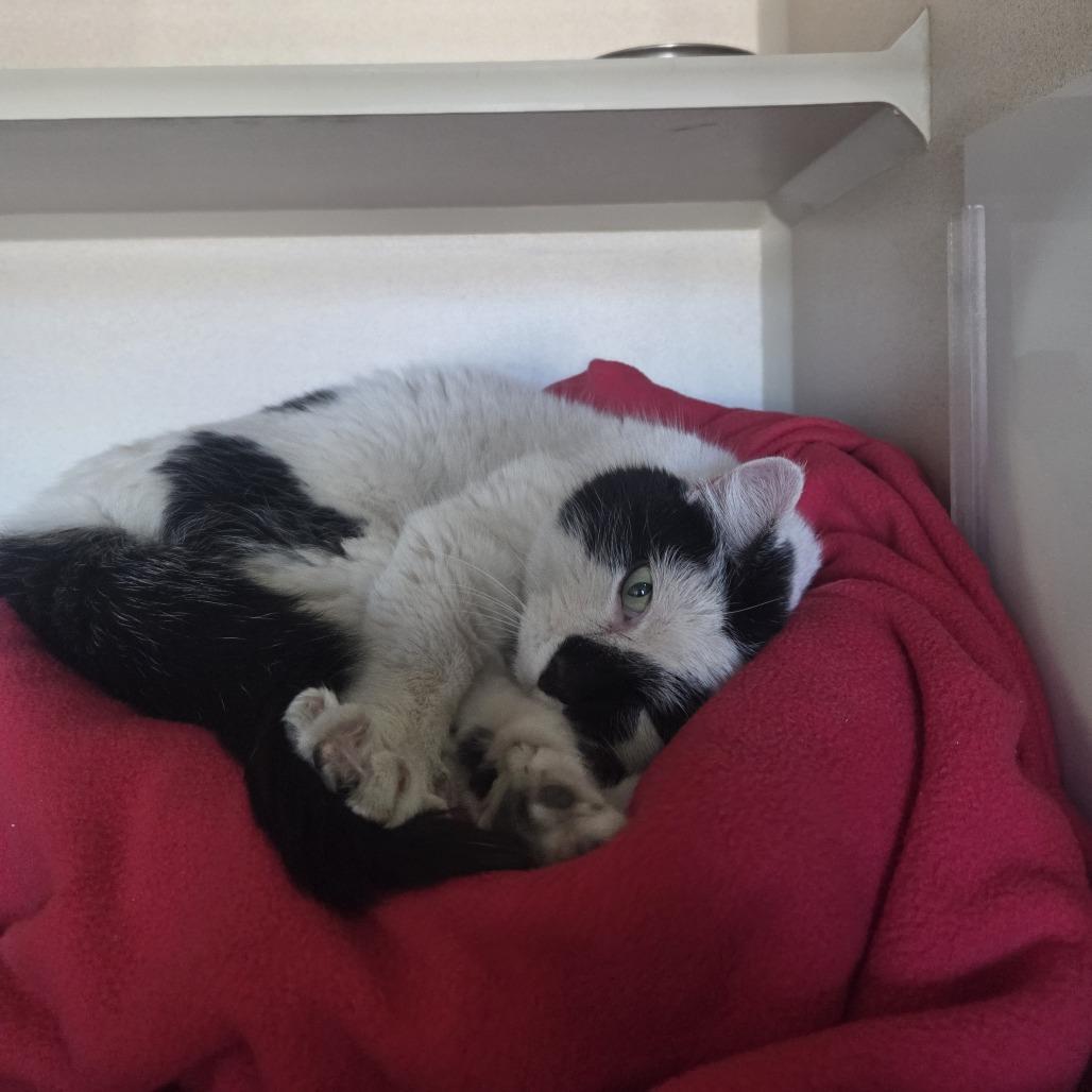 Enlarge Squeak, a Adoptable Domestic Short Hair in Pagosa Springs, CO image 3/3