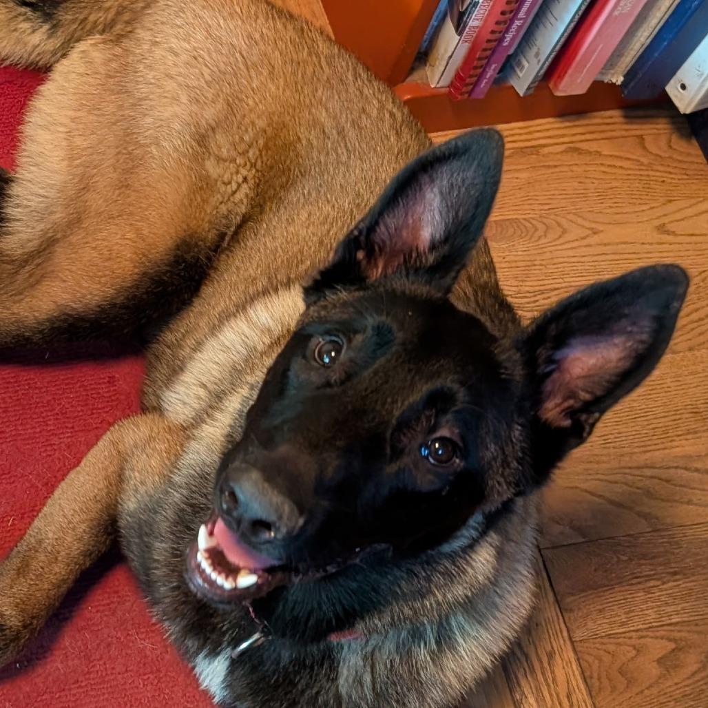Jonas, Adoptable, Adult Male Belgian Shepherd / Malinois & German Shepherd Dog.