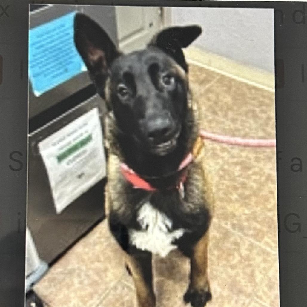 Enlarge Jonas, a Adoptable mixed breed in Colorado Springs, CO image 2/4