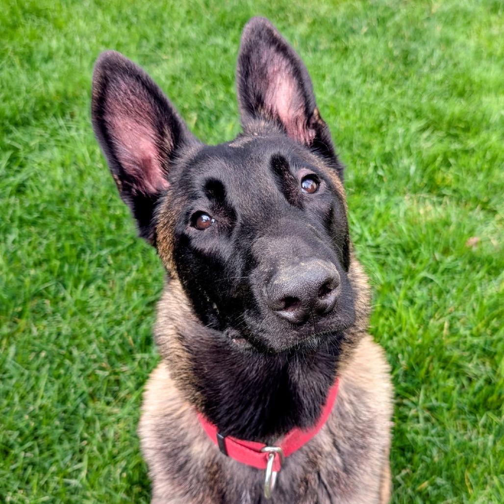Enlarge Jonas, a Adoptable mixed breed in Colorado Springs, CO image 3/4