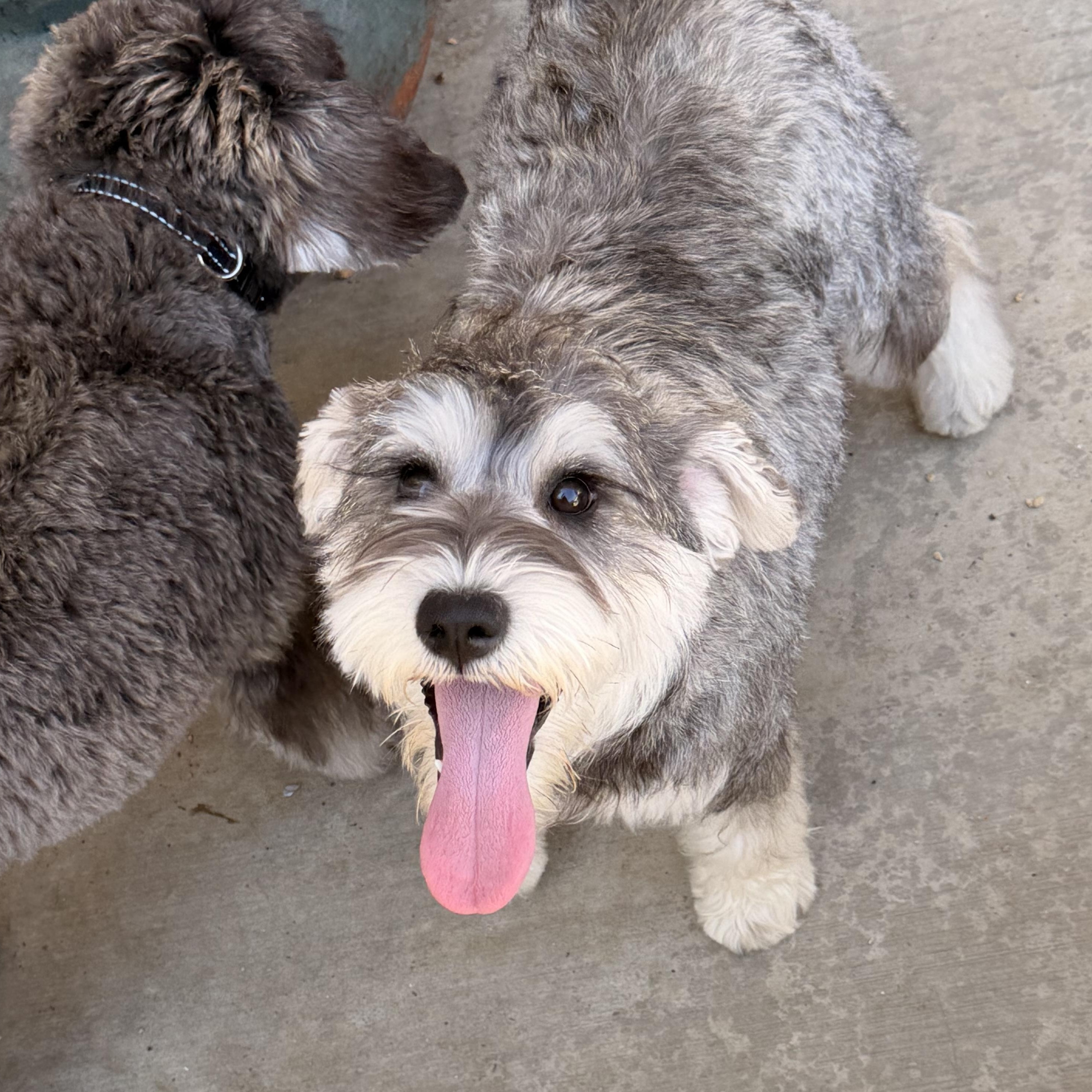 Smidge, adopted, Young Female Schnauzer & Terrier.