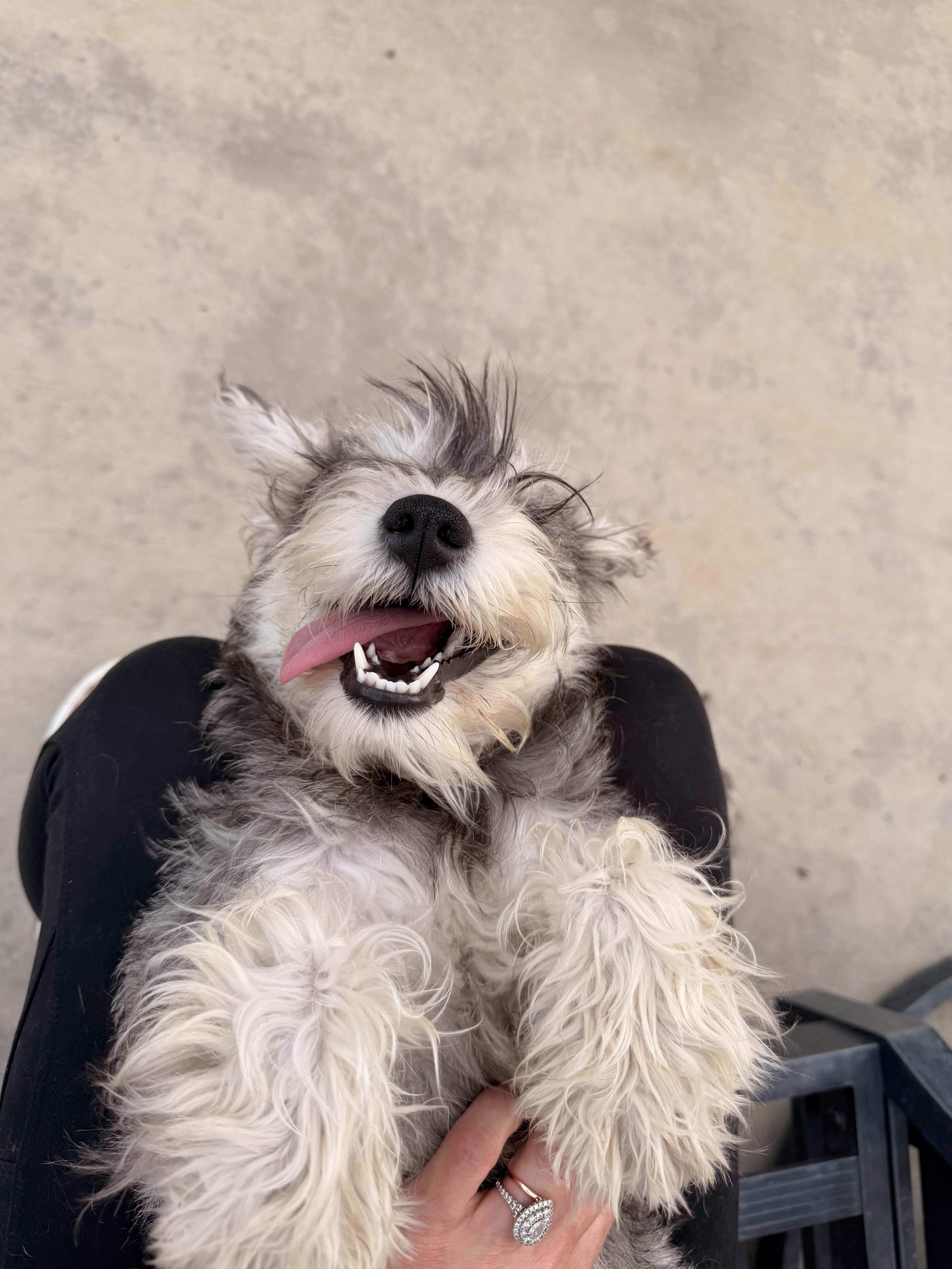 Enlarge Smidge, an adopted mixed breed in Norco, CA image 3/3