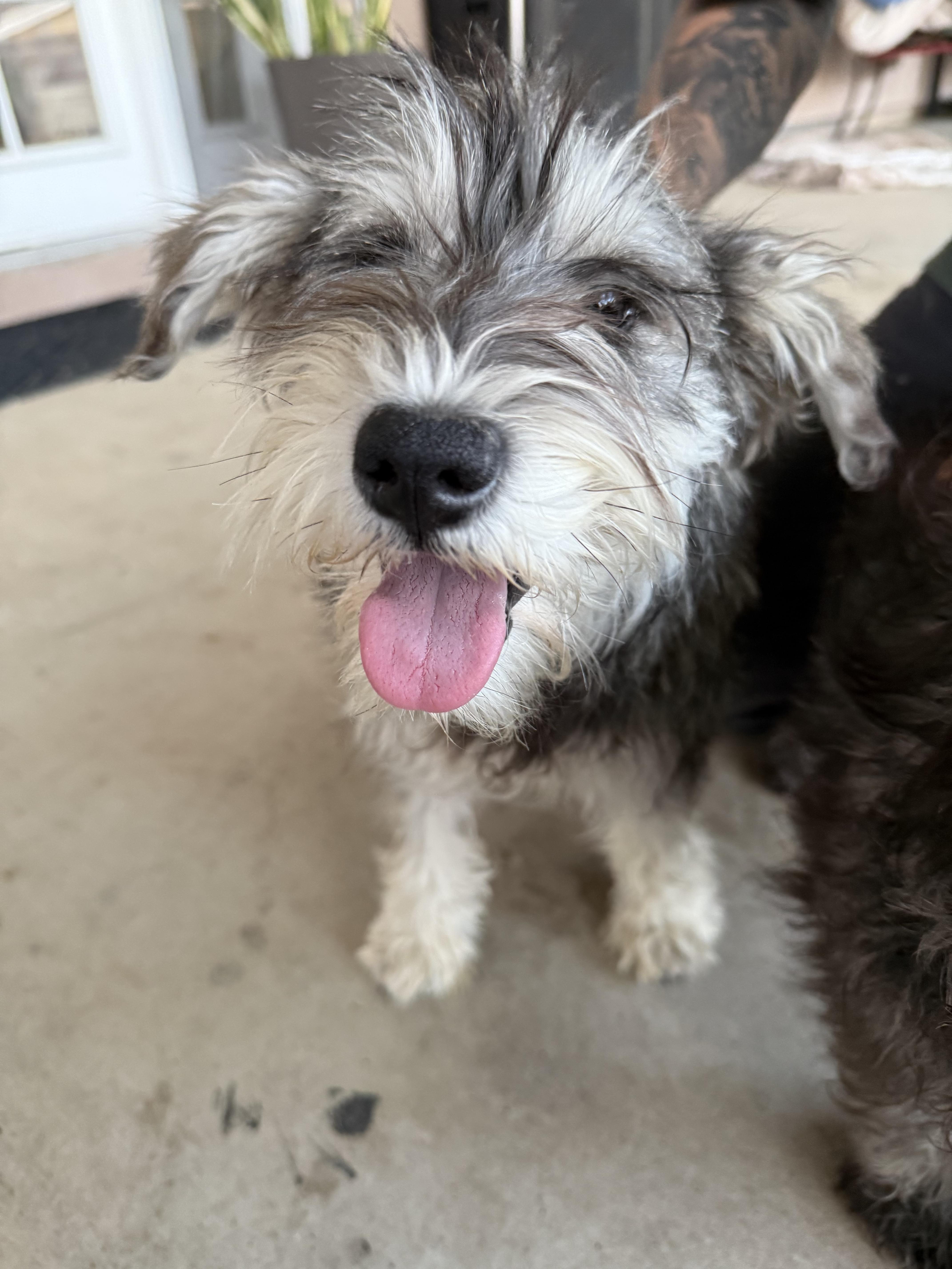 Enlarge Smidge, an adopted mixed breed in Norco, CA image 2/3