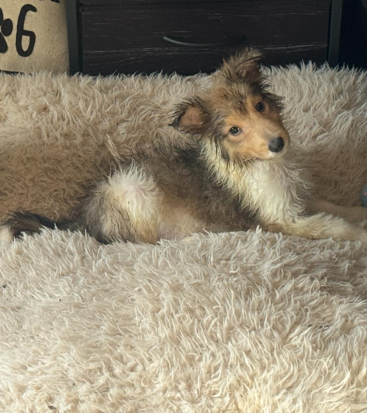 Pumba , adopted, Puppy Male Collie.