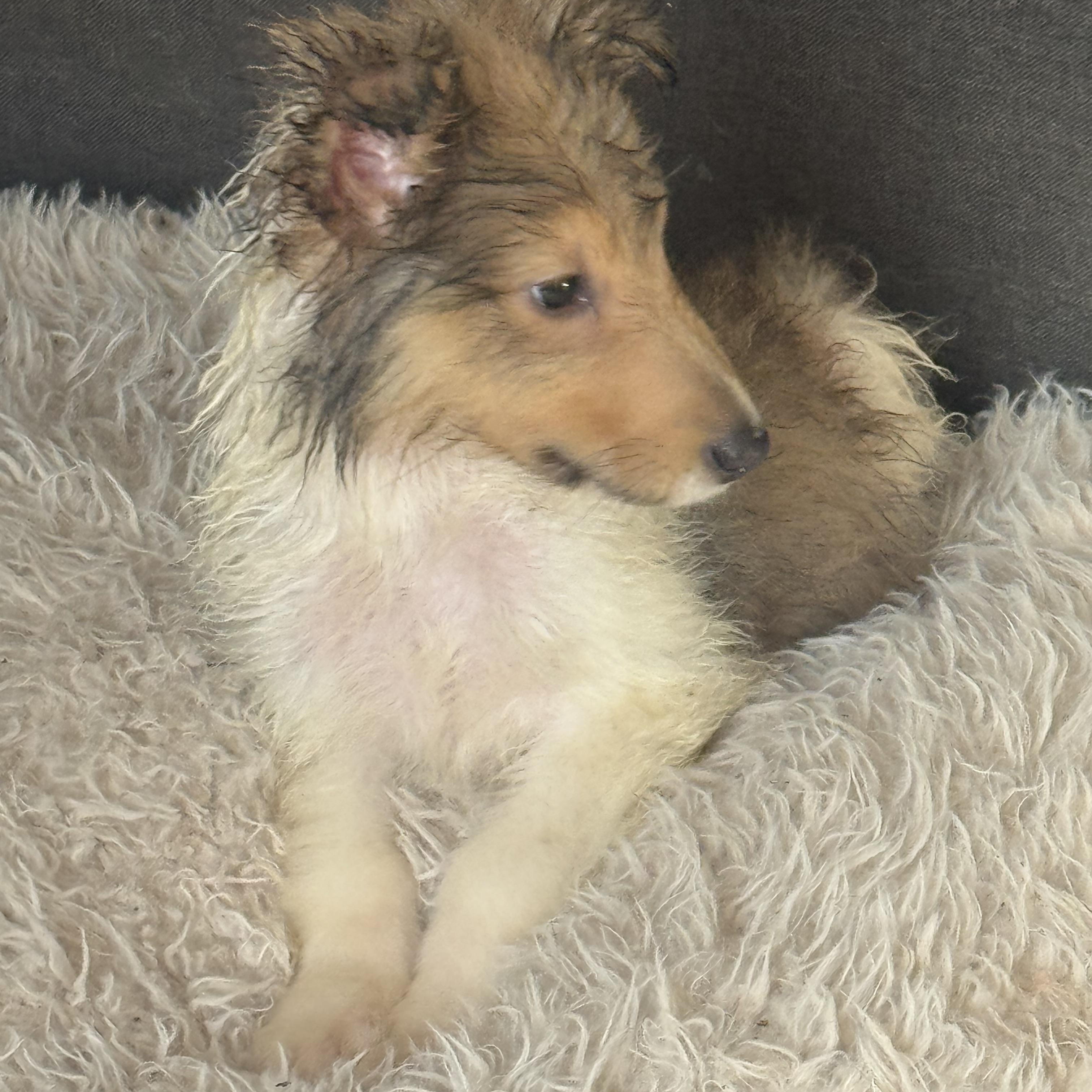 Pumba , an adopted Collie in Fredericksburg, VA image 3/4