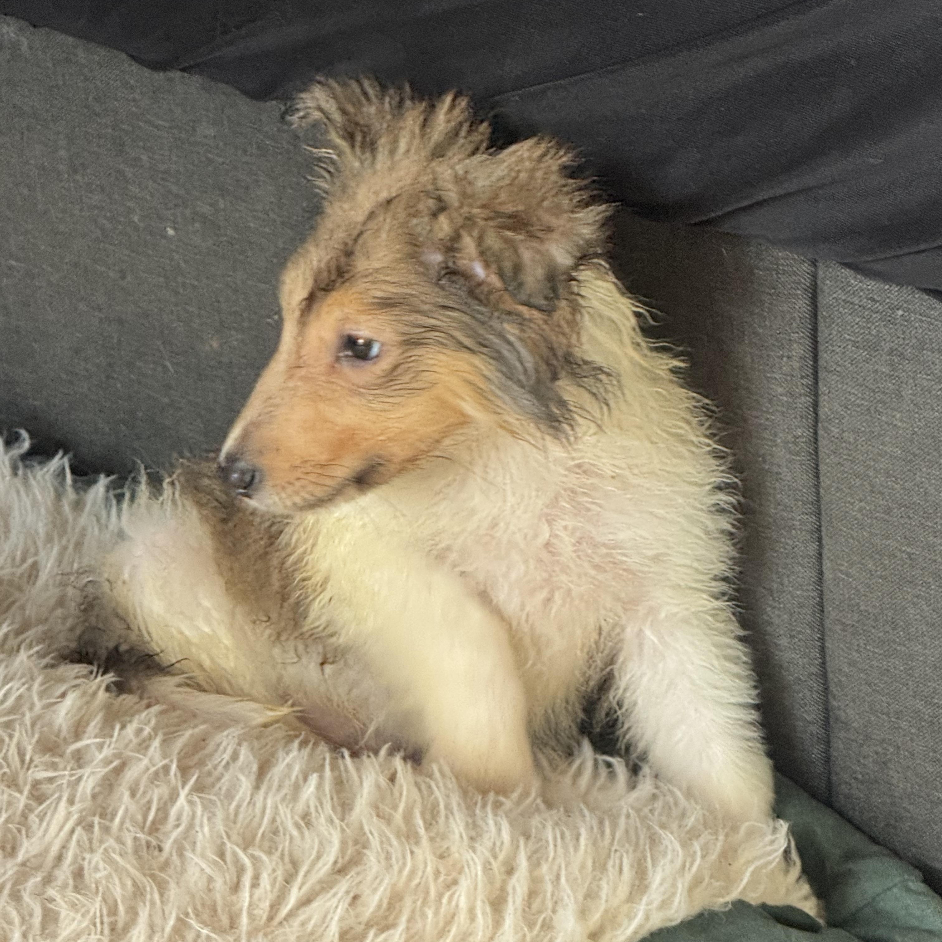 Pumba , an adopted Collie in Fredericksburg, VA image 2/4